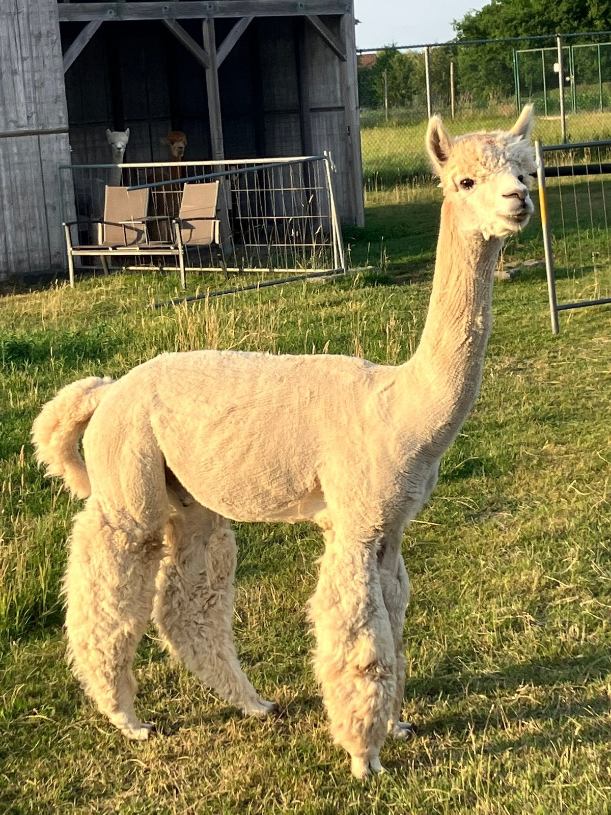 alpaca dekkingen dekhengsten, Dieren en Toebehoren, Overige Dieren, Mannelijk, Juni