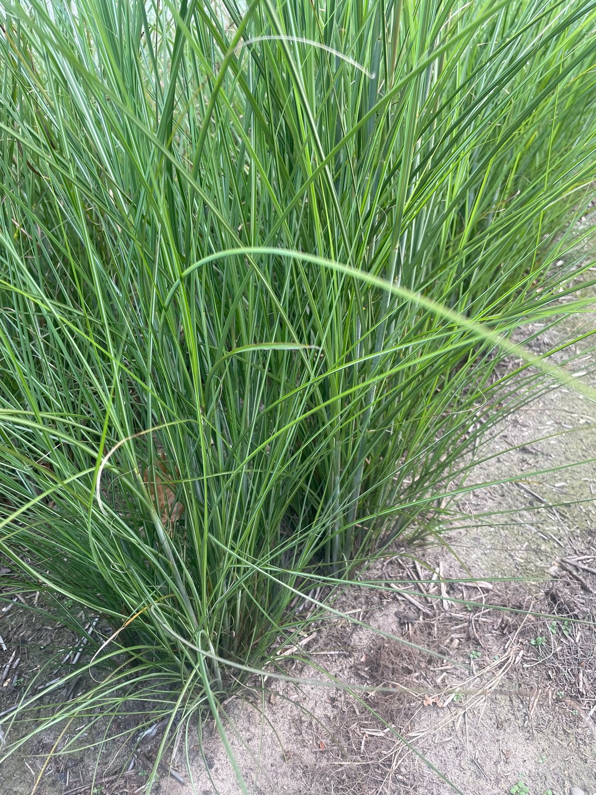 Prachtriet miscanthus sinensis, Jardin & Terrasse, Enlèvement