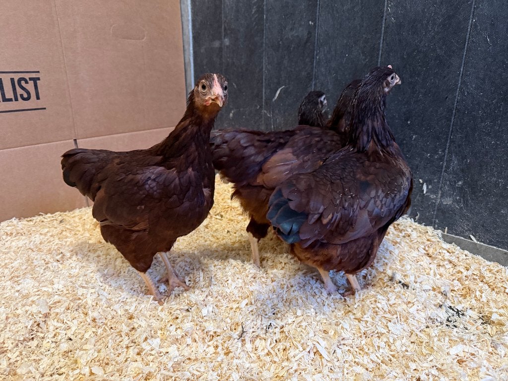 Jonge tamme Rhode Island Red kriel kippen gesekst en ingeënt, Femelle, Poule ou poulet
