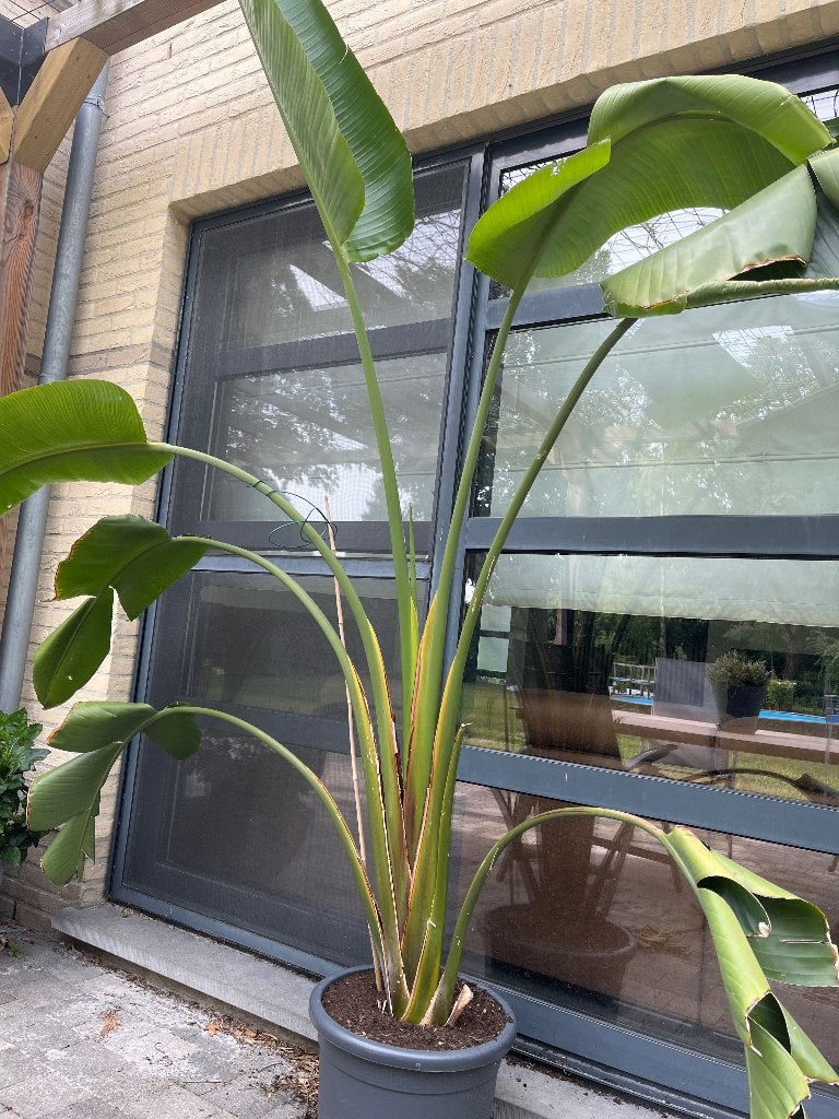 Prachtige Strelitzia Nicolai 3m hoog, Ophalen of Verzenden, Bloeit niet, Vaste plant
