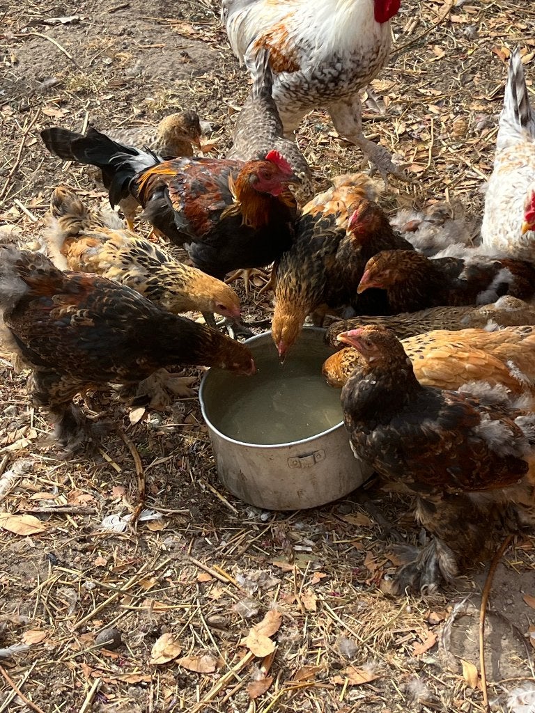Brahma kuikens, Sexe inconnu, Poule ou poulet