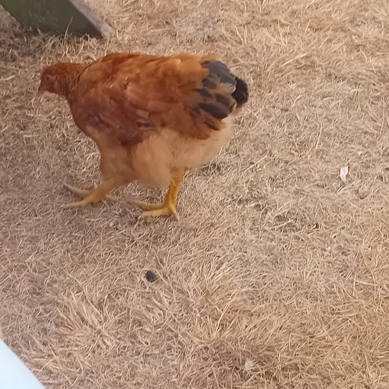 4 haantjes voor 4€, 3 maanden, Dieren en Toebehoren