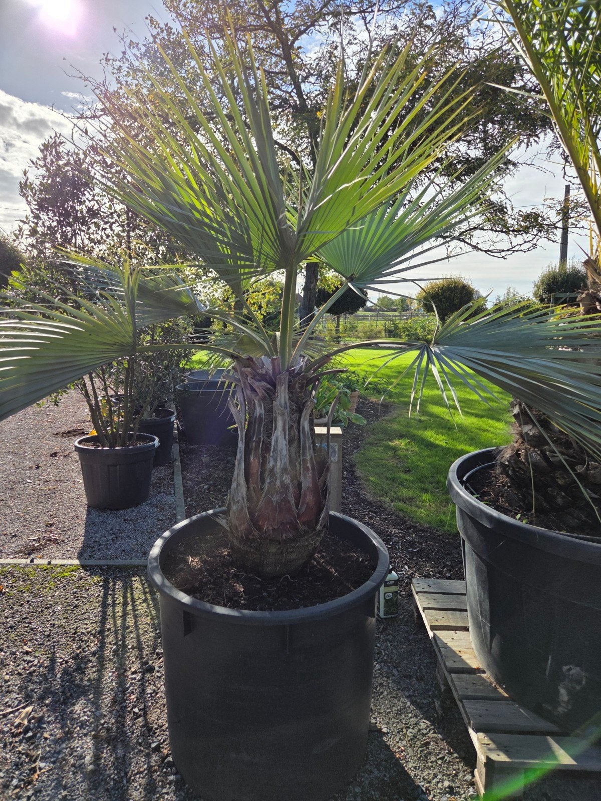 Palmboom Brahea Armata, Ophalen, Palmboom