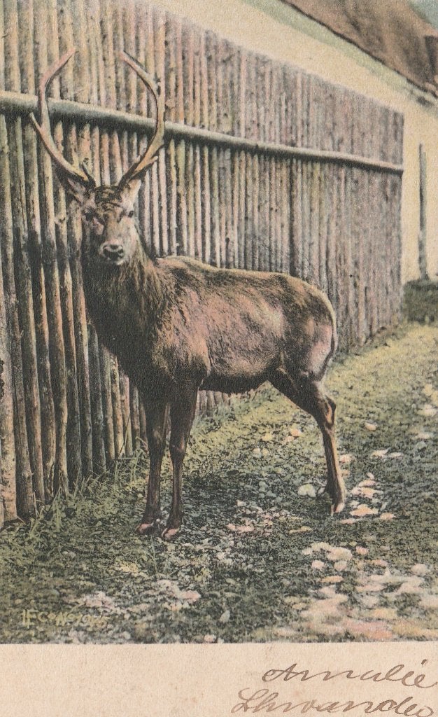 HERT  +  120 Jaar oud !!, Verzamelen, Postkaarten | Dieren, Verzenden, Voor 1920, Gelopen, Wild dier
