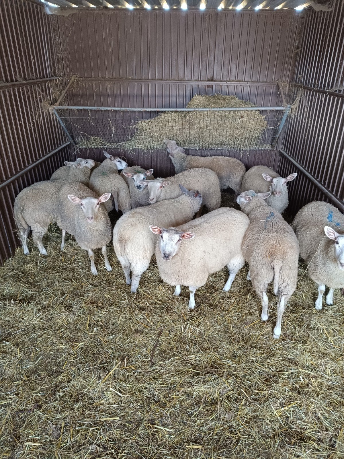 schapen ooien jonge mensen