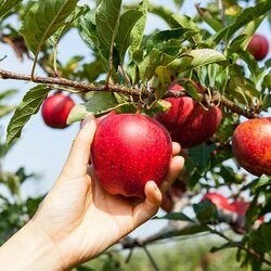 Gevraagd fruitplukkers, Vacatures, Vacatures | Landbouw, Natuur en Milieu