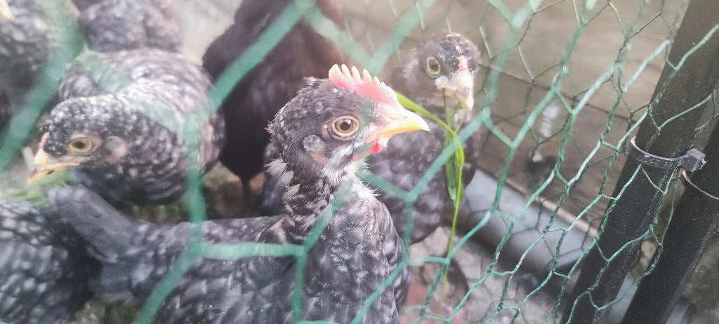Olijflegger kuikens + maran kuikens, Dieren en Toebehoren, Geslacht onbekend, Kip