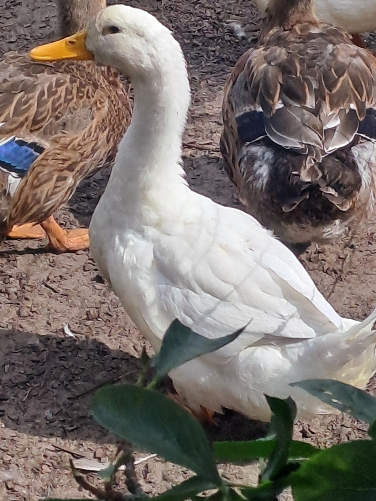 Eenden en indische gans, Canard