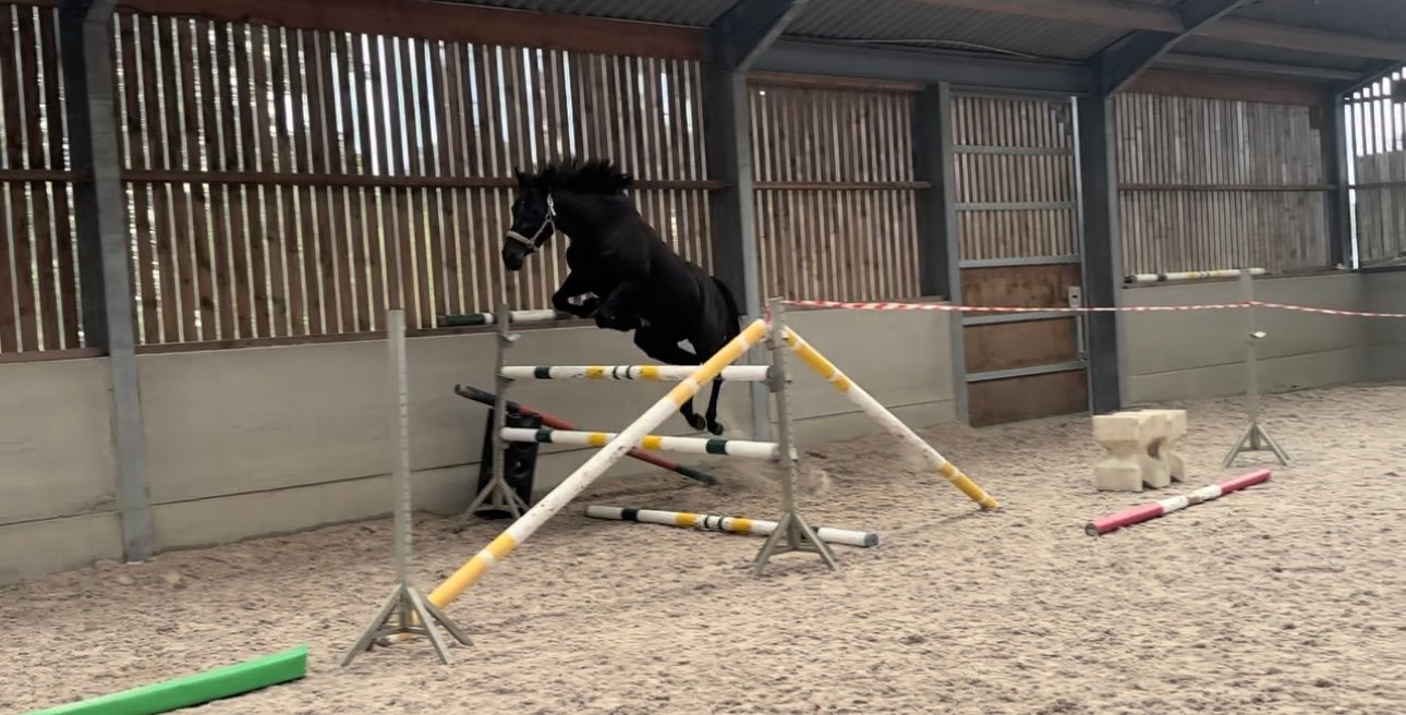 Allround merrie - Dressuur & Springen!, Dieren en Toebehoren, Merrie, Minder dan 160 cm, Met stamboom, L