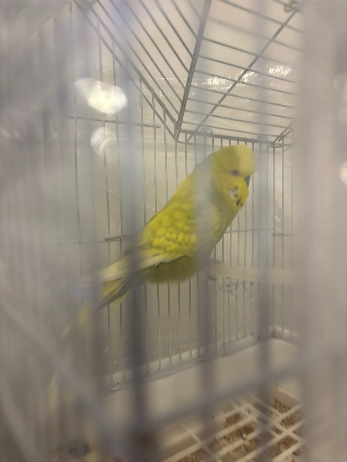 Perruches mâle  avec cage 25€, Animaux & Accessoires, Mâle