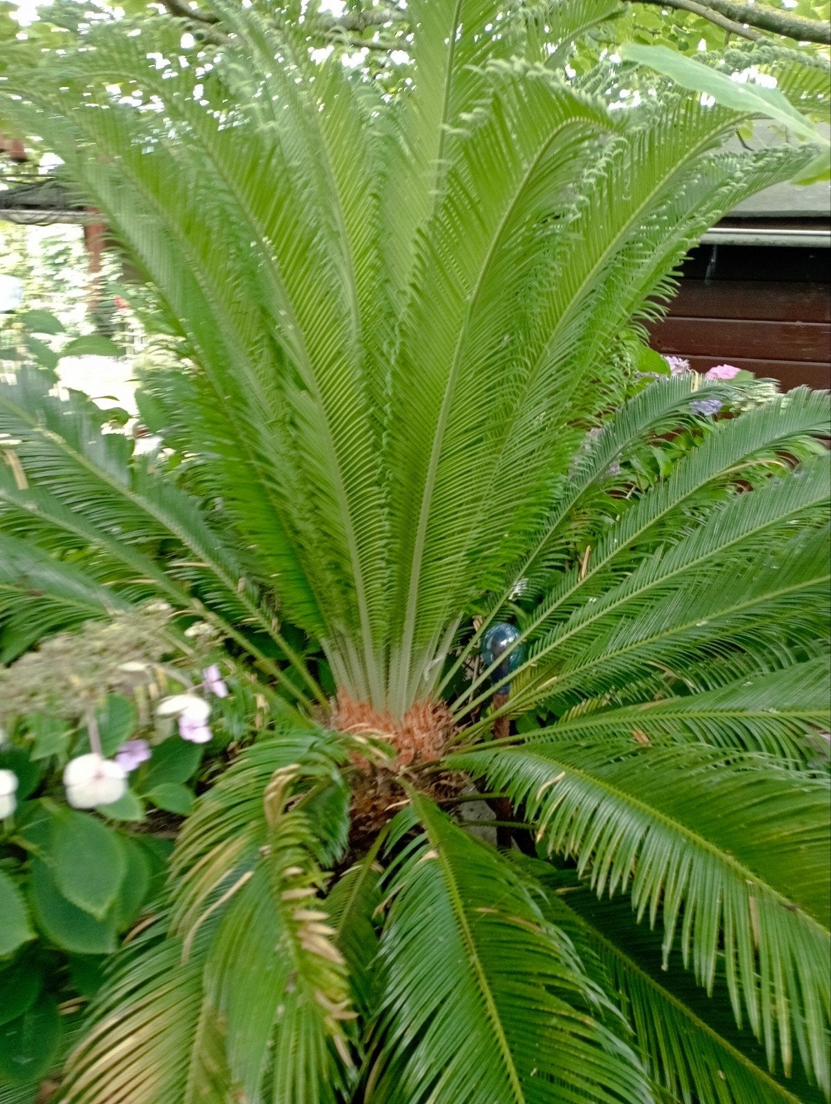 vredespalm. ongeveer 180 a 190 cm hoog, Enlèvement