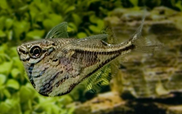 Hobbyaquarium Carnegiella strigata – Marmerbijlzalm aktie, Dieren en Toebehoren, Vissen | Aquariumvissen, Vis, Zoetwatervis, Schoolvis