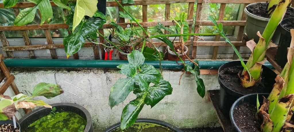 Philodendron Gouden Draak, Ophalen of Verzenden, Overige soorten, In pot