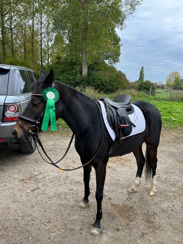 lieve 13jarige Welch merrie (136cm), Dieren en Toebehoren, Merrie, Springpony, C pony (1.27m tot 1.37m), 11 jaar of ouder
