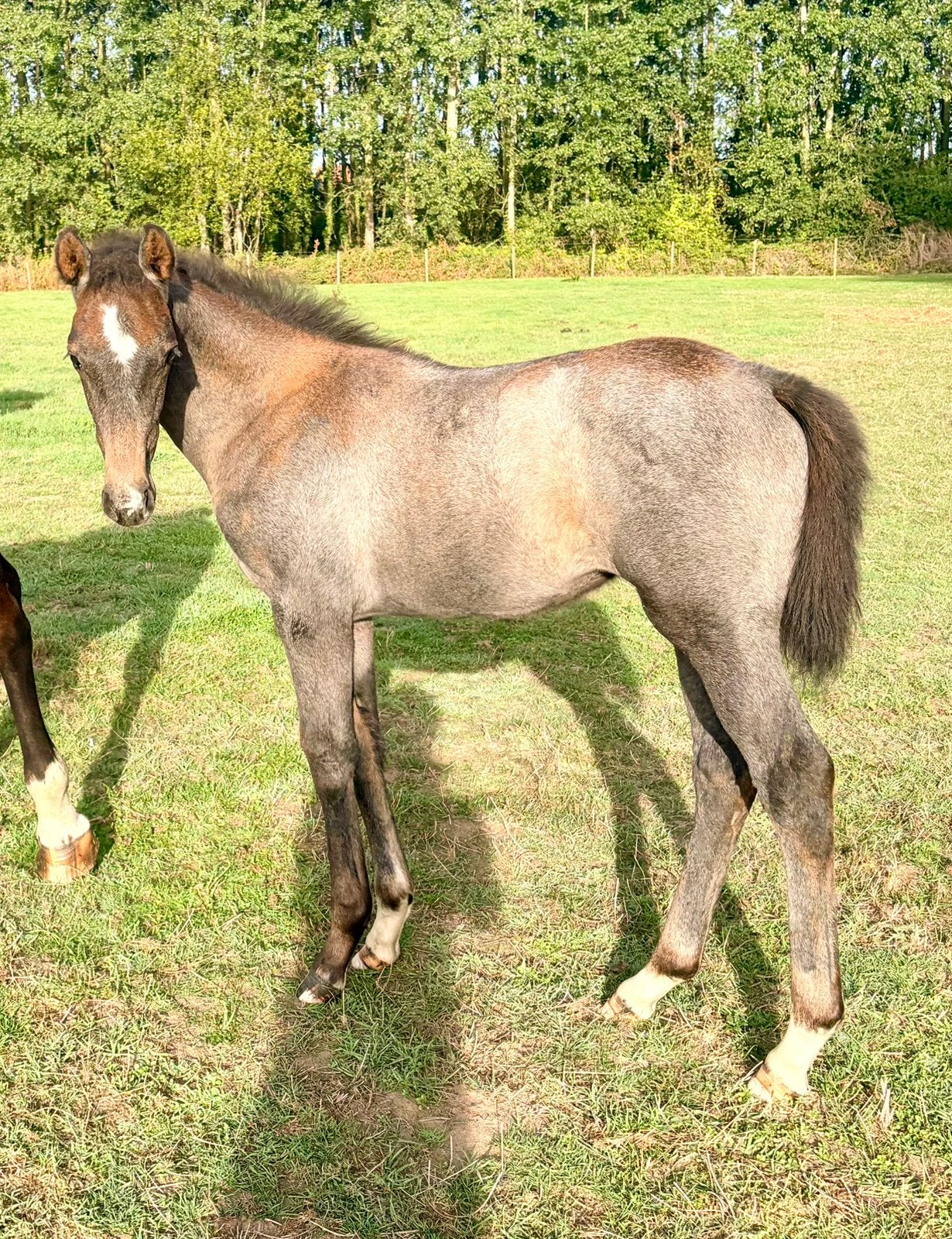 Fokmerrie / recreatiepaard met prachtig merrie veulen, Dieren en Toebehoren, Merrie