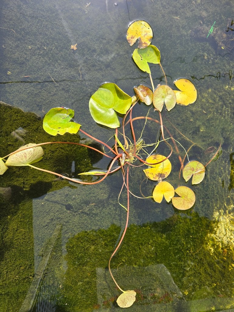 Nénuphar, Enlèvement, Neuf