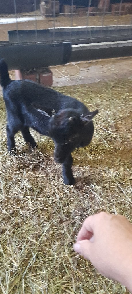 "Super leuke lammetjes", Chèvre, 0 à 2 ans