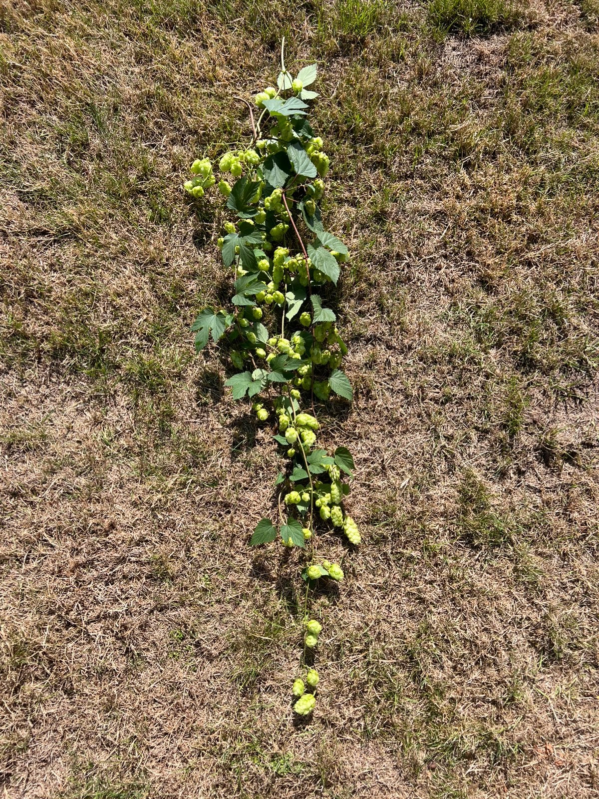 Echte hop takken beschikbaar, Tuin en Terras, Planten | Struiken en Hagen, Ophalen of Verzenden