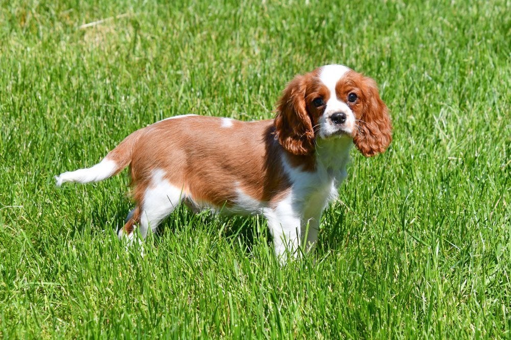 Chiots Cavalier King Charles à vendre, 15 semaines à 1 an, Plusieurs animaux, Plusieurs, Étranger