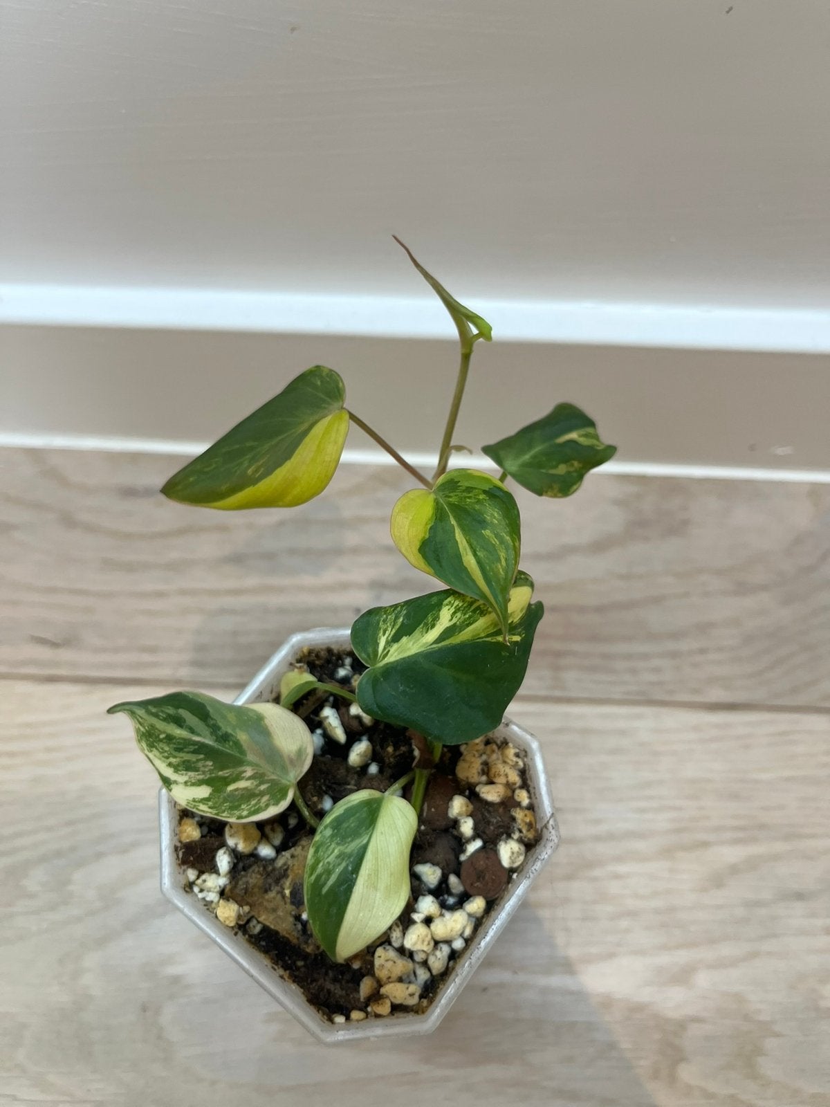 Philodendron Micans Variegata, Huis en Inrichting, Ophalen of Verzenden