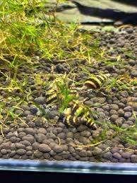 Anatome Helena slakken, Dieren en Toebehoren, Vissen | Aquariumvissen, Zoetwatervis
