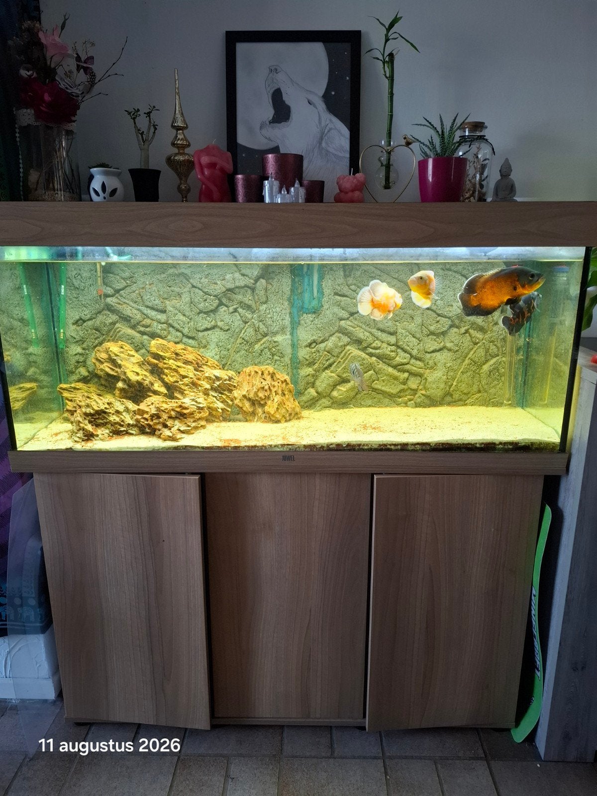 aquarium Juwel L120 x B40 x H130  met vissen oscars en buite, Dieren en Toebehoren, Vissen | Aquaria en Toebehoren, Ophalen, Gebruikt