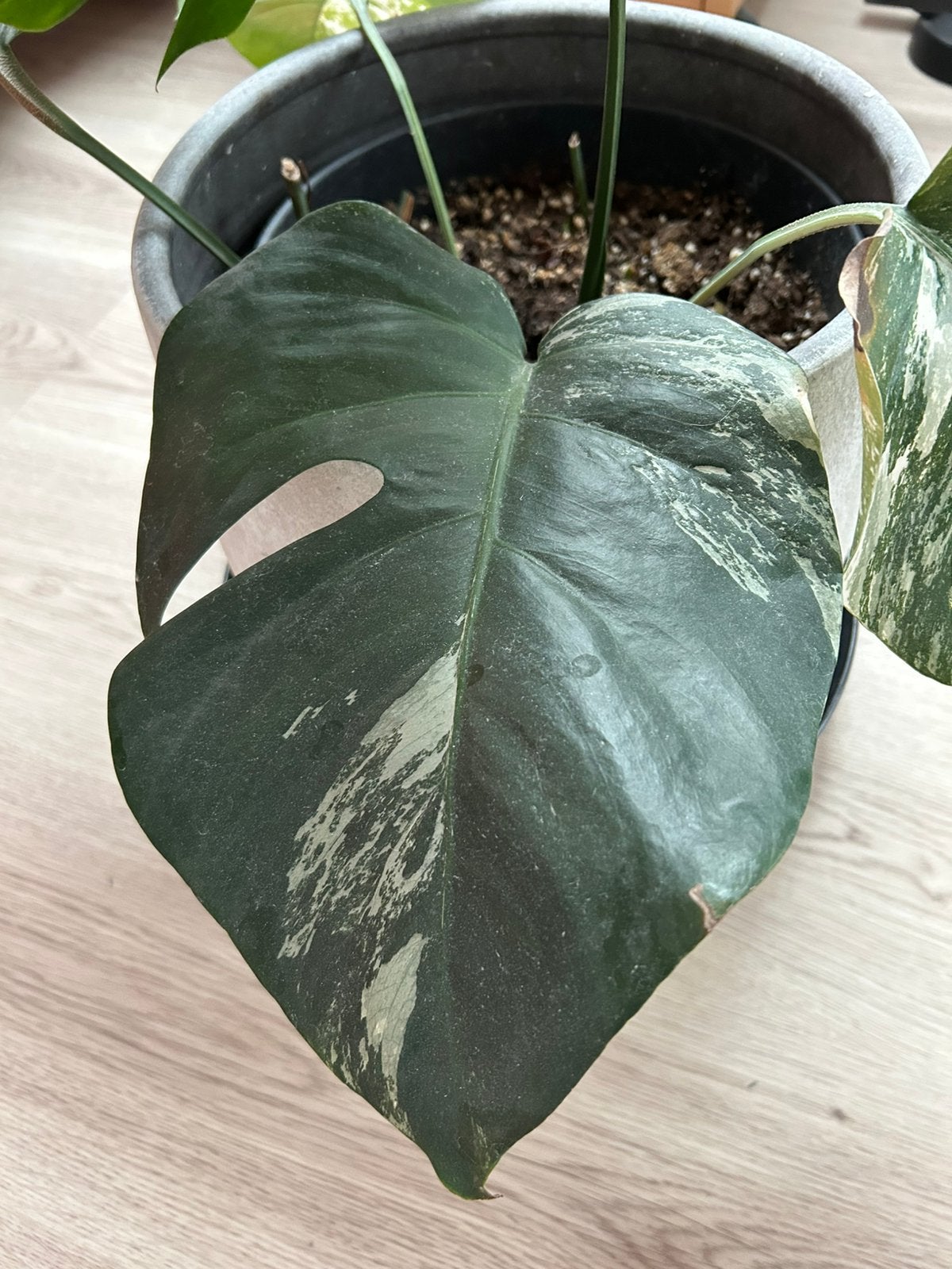 Monstera deliciosa Variegata Albo, Ophalen of Verzenden