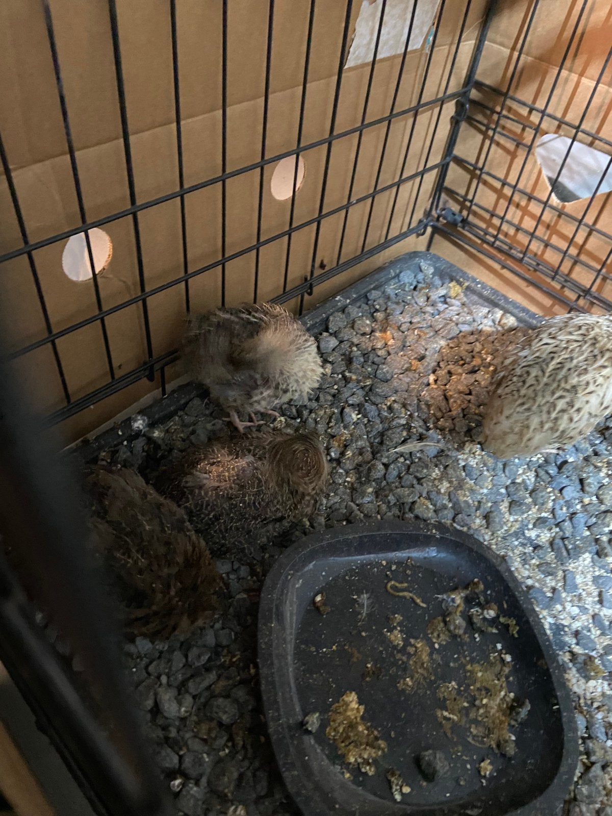 Japanse kwartels 5 vrouwtjes en 1 mannetje, Dieren en Toebehoren, Mannelijk