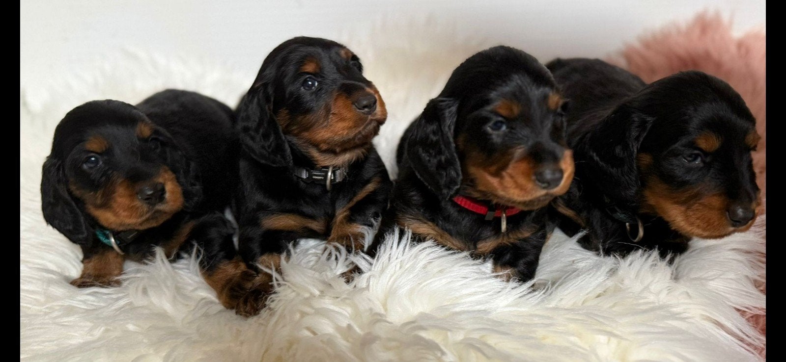 Teckel pups langhaar standaard met stamboom, Dieren en Toebehoren, Honden | Teckels en Dashonden, België, Standaard, Fokker | Hobbymatig