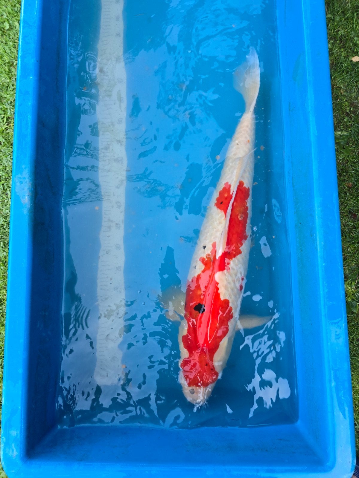Zeer mooie en grote Sanke 75-80cm
