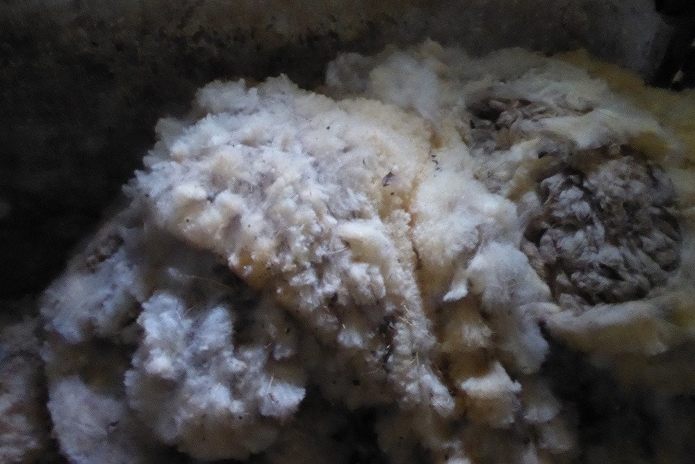 schapenwol vers geschoren witte wol, Dieren en Toebehoren, Schapen, Geiten en Varkens, Schaap