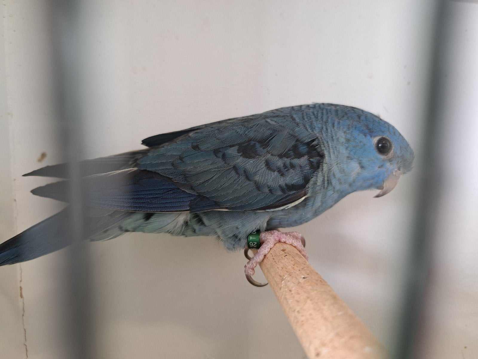 catharina parkiet, Animaux & Accessoires, Oiseaux | Perruches & Perroquets, Perruche, Bagué