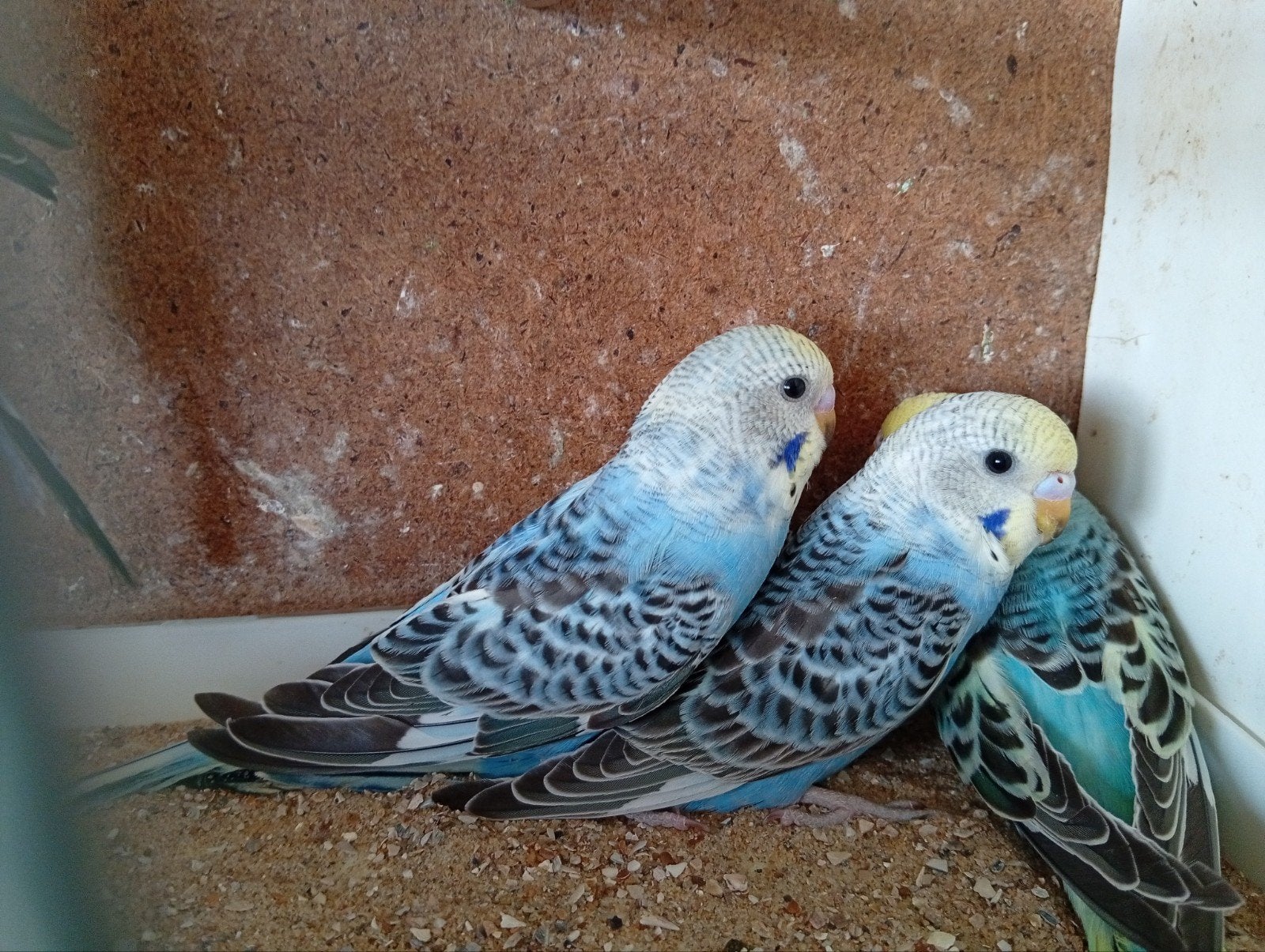 split bf grasparkieten  26, Animaux & Accessoires, Bagué