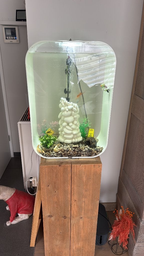 Aquarium, Ophalen, Inclusief vissen, Gebruikt, Gevuld zoetwateraquarium