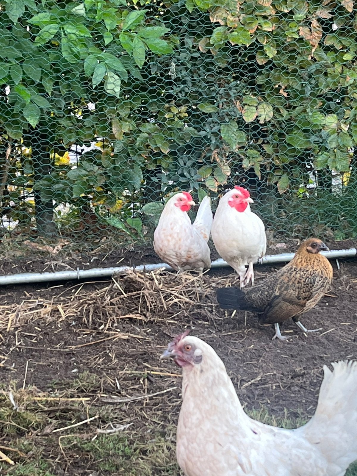 Mooie tamme haantjes zoeken nieuwe thuis, Animaux & Accessoires