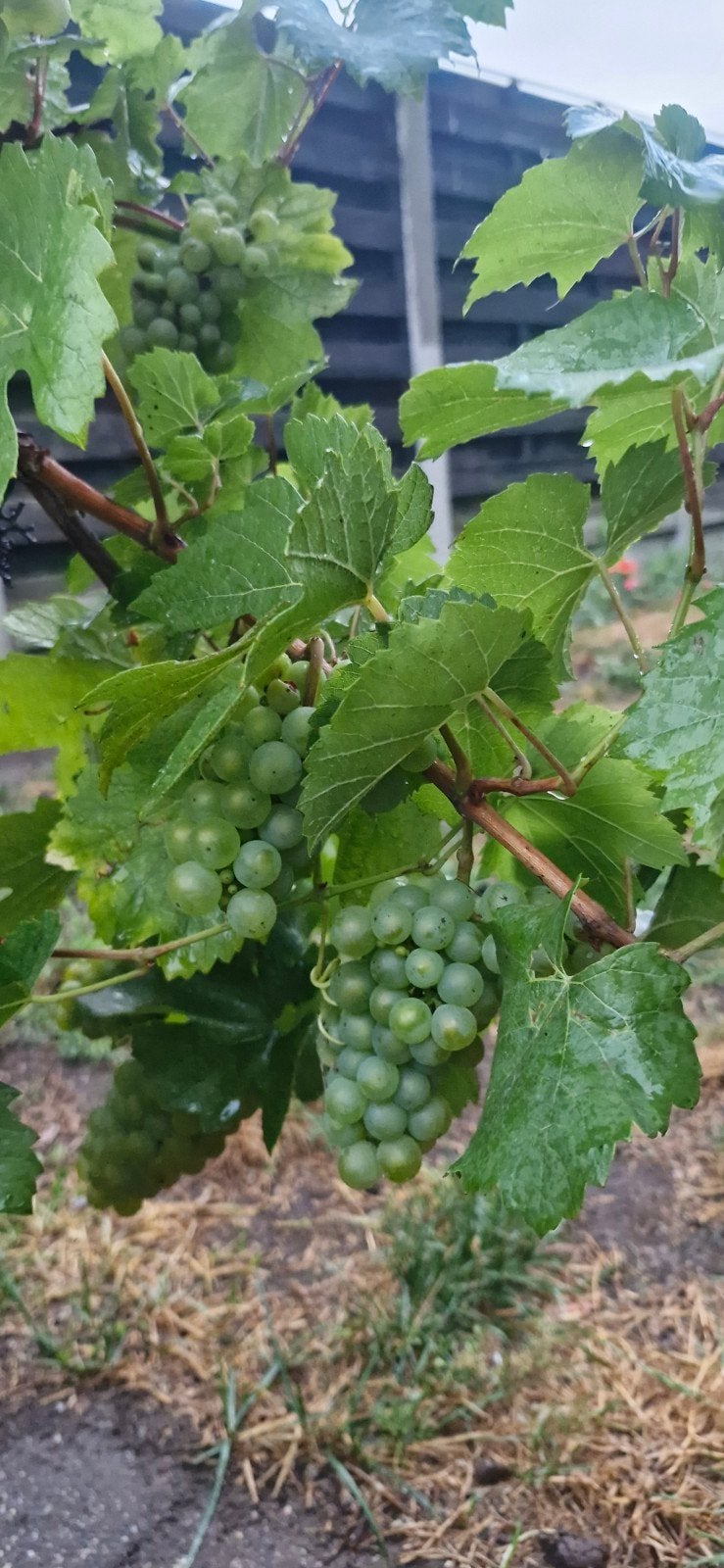 Druivenlaar in pot, Tuin en Terras, Planten | Bomen, Ophalen, In pot