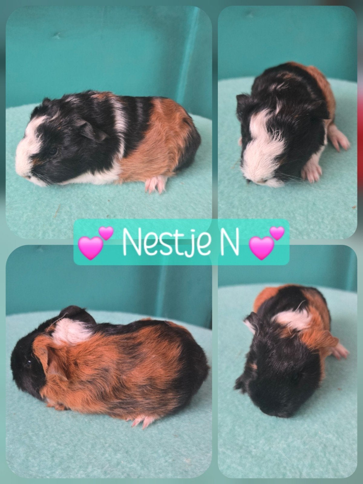 CH Teddy beertjes in Rood-zwart-wit, Dieren en Toebehoren, Cavia, Mannelijk, Tam, September