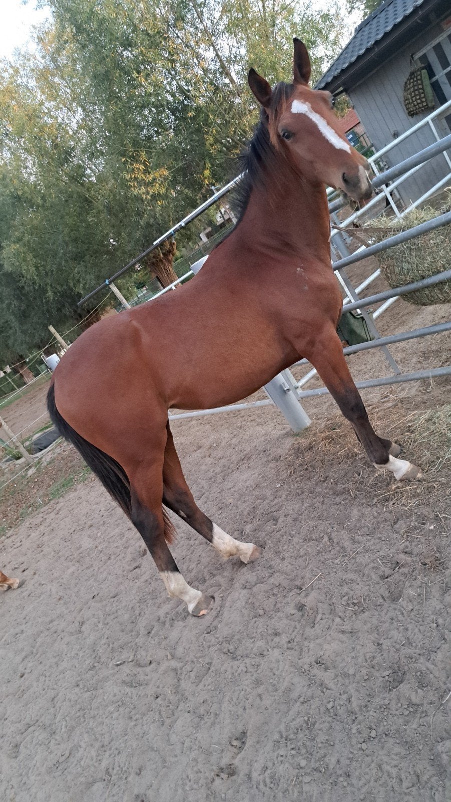 Jaarling merrie, Dieren en Toebehoren, Merrie, Springpaard, Met stamboom, 0 tot 2 jaar