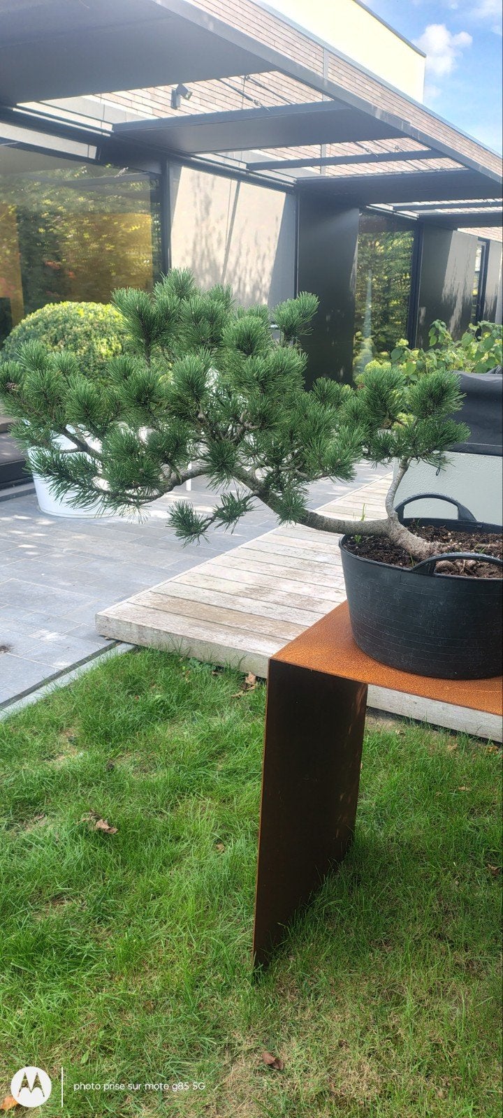 bonsaï pinus Mungo, Ophalen of Verzenden