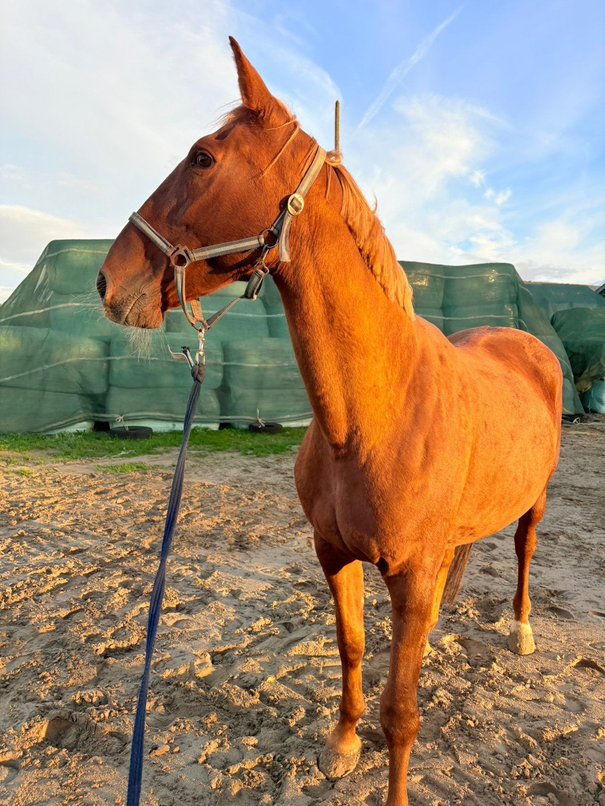 Paard te koop, Dieren en Toebehoren, Merrie, Zadelmak