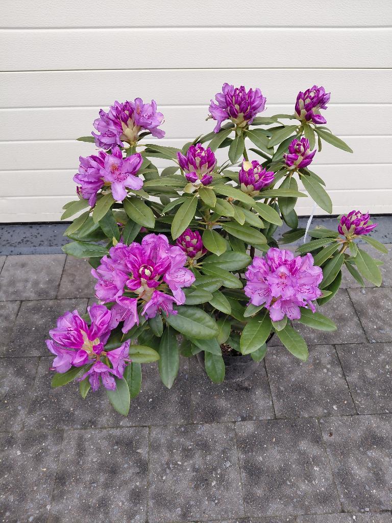 Rhododendron, Ophalen