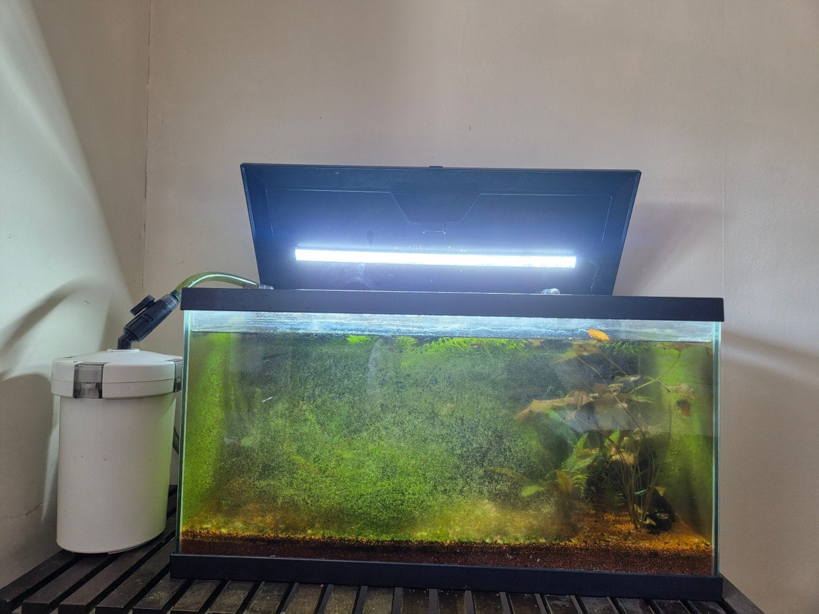aquarium 70l met guppys, neontetra's en garnalen., Ophalen, Pomp, Gevuld zoetwateraquarium