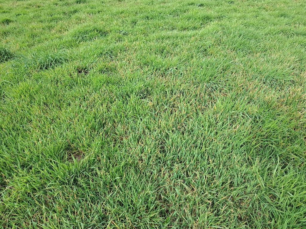 Gras/Hooi veldgewas te koop, Ophalen
