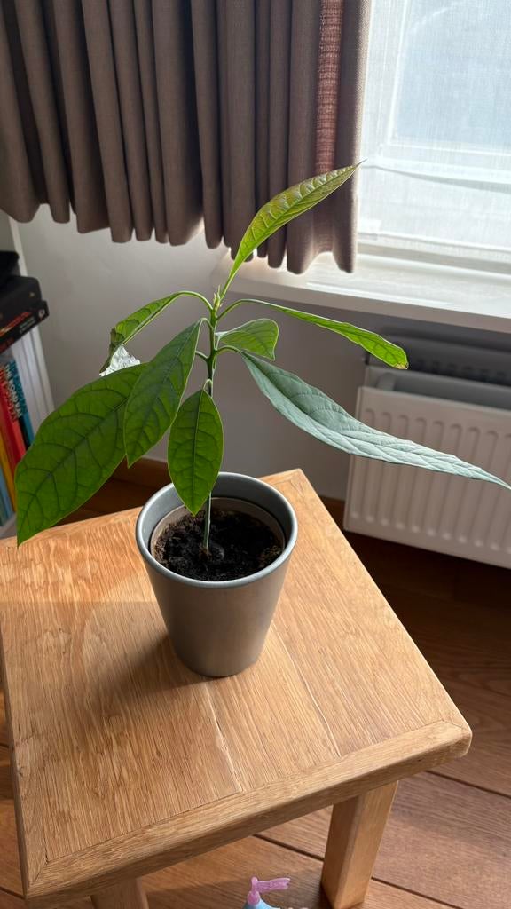 Avocado plant 40 cm hoog, Ophalen