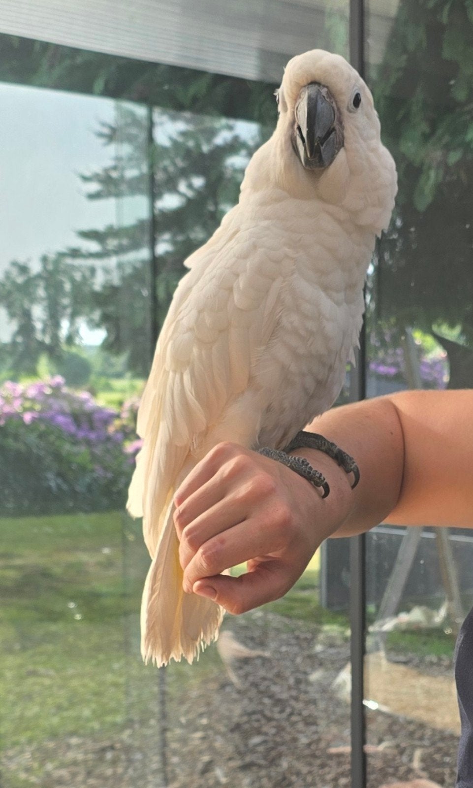 Lieve, grappige Witkuif kakatoe ( man), Dieren en Toebehoren, Mannelijk, Papegaai, Tam