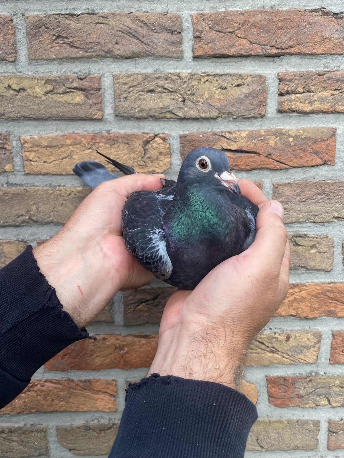 Duivin 2023 inteelt Brugemannkweker, Dieren en Toebehoren, Vogels | Duiven, Vrouwelijk, Postduif