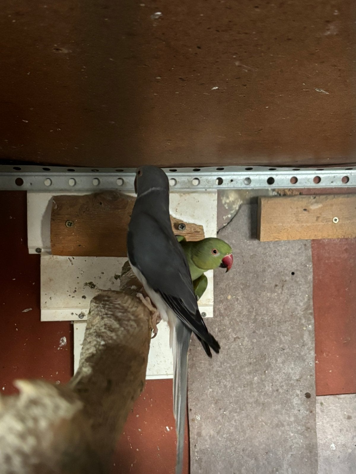 Halsbandparkieten, Dieren en Toebehoren, Vogels | Parkieten en Papegaaien, Geringd