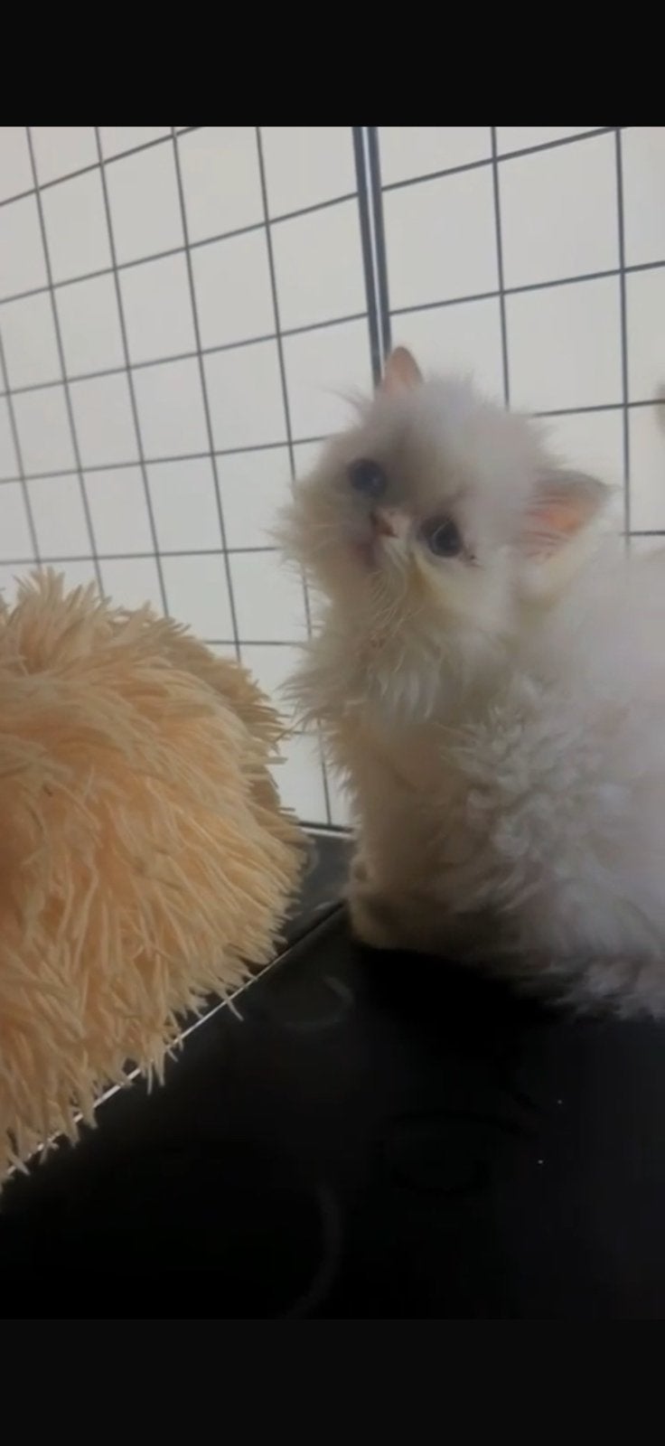 2 Chatons persan Himalaya, Animaux & Accessoires, Chat, Avec puce électronique, 0 à 2 ans