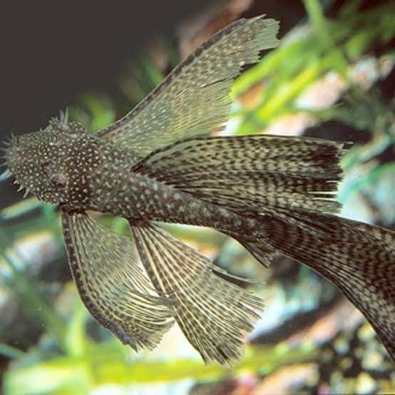 Ancistrus wildkleur Longfin, Dieren en Toebehoren