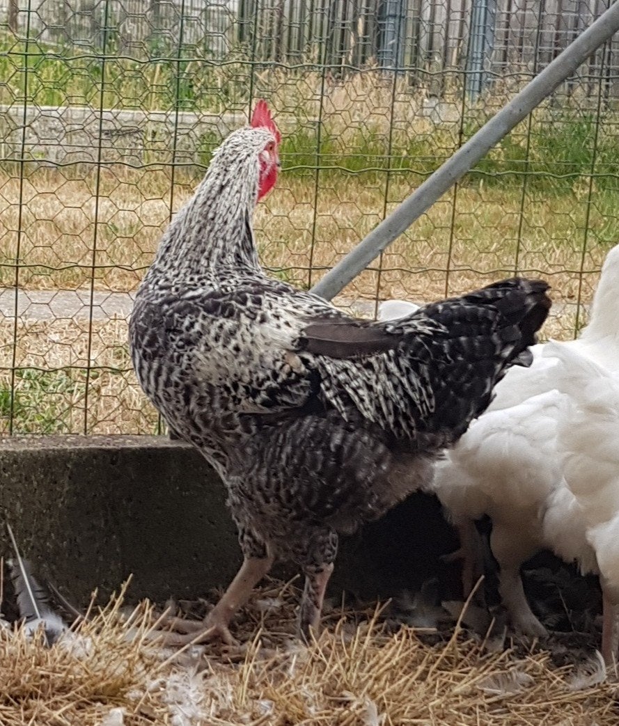 haan en enkele hennen, Dieren en Toebehoren, Pluimvee